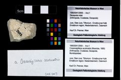 Foto (Objekt + Etikett) von Cracensigillatus acutirostris (Moericke, 1889)  (NHMW-GEO-1990-0041-2959)
